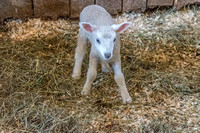 Shaker Village-5631