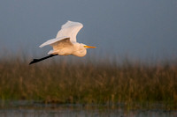 Nal Sarovar Lake & birds
