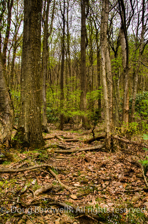 26-Great_Allegheny_Passage
