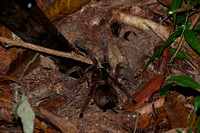 Amazon jungle hiking near the Amazon Jungle Palace