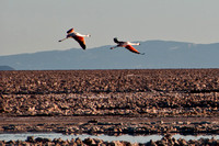 Flamingo Reserve and Chaxa Lagoon