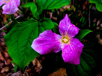 79-Great_Allegheny_Passage