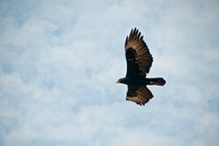 Black eagles in the Eastern Highlands