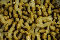 Fugui fishmarket-1496
