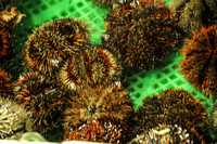 Fugui fishmarket-1500