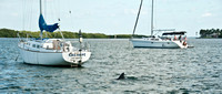 Sarasota Article