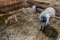 Shaker Village-5626