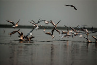 Nal Sarovar-23339