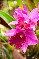 Marie Selby Botanical Gardens