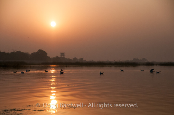 Nal Sarovar-9009